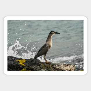 Black-crowned night heron of hawaii 8 Sticker